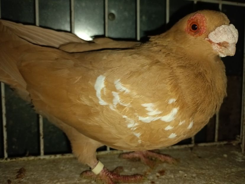 F - L 3 _ tineret 2022