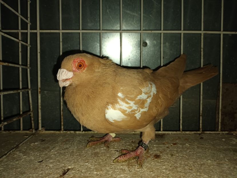  - L 3 _ tineret 2022