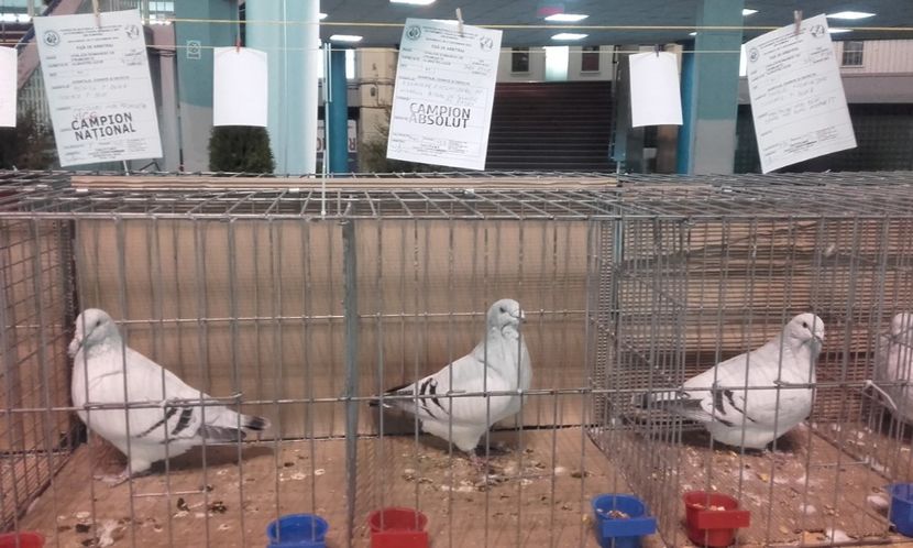  - STANDARD AZUR vrdf 2019