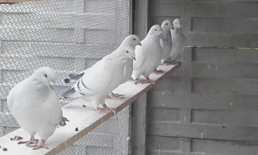  - STANDARD AZUR vrdf 2019