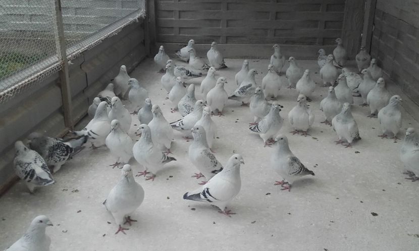  - STANDARD AZUR vrdf 2019