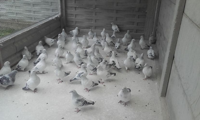  - STANDARD AZUR vrdf 2019