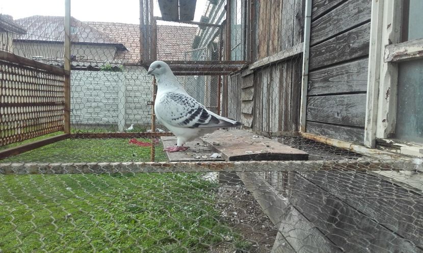  - STANDARD AZUR vrdf 2019