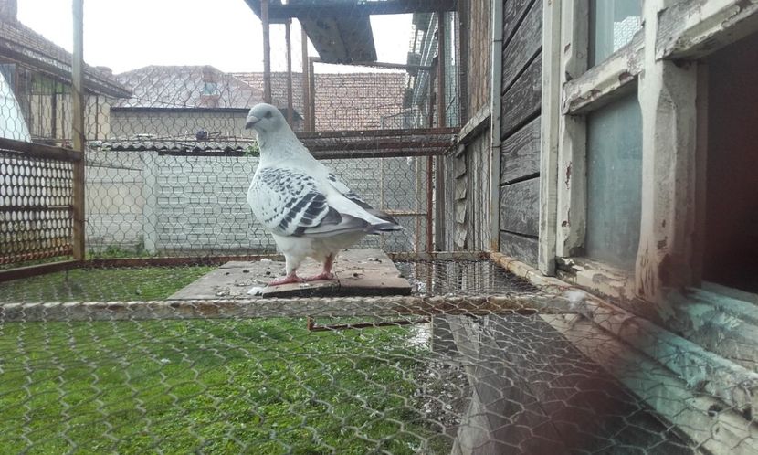  - STANDARD AZUR vrdf 2019