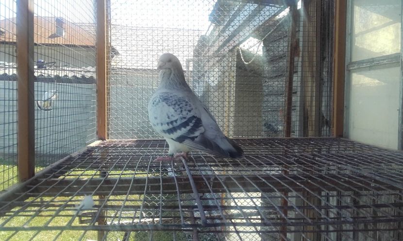  - STANDARD AZUR vrdf 2019