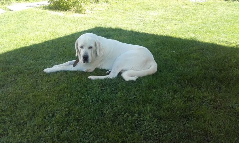  - 1 bob prietenul meu