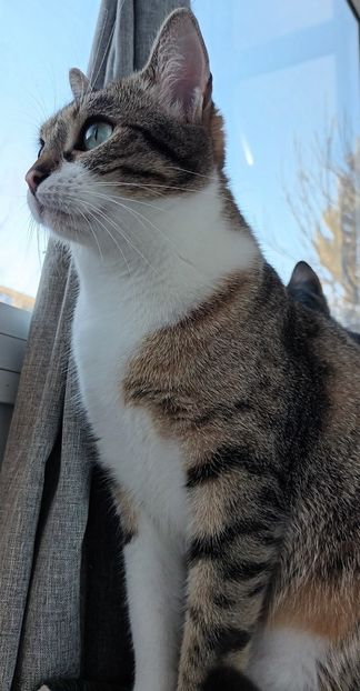 O stea cazatoare in timpul zilei... - Povestea cerului