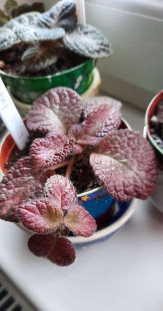  - Episcia