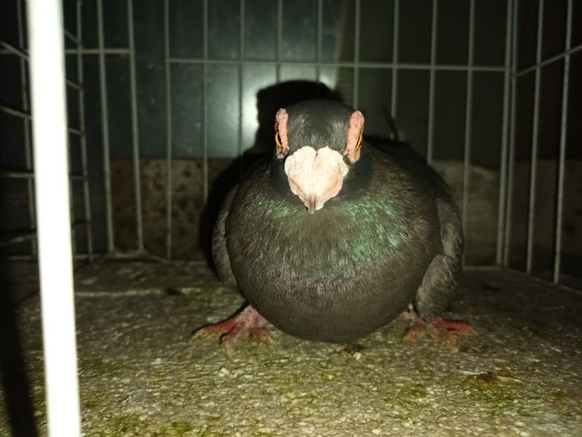  - L 2 _ carunculați 2022