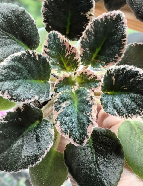  - Violete din semințe 1