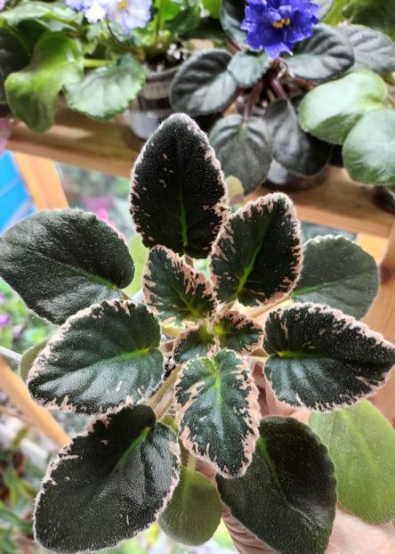  - Violete din semințe 1