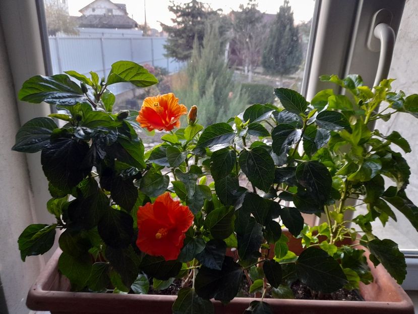  - 111 Bucurii pentru suflet 2022