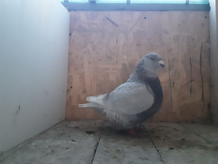  - Achizitii pentru 2023- Ioan Afrapt