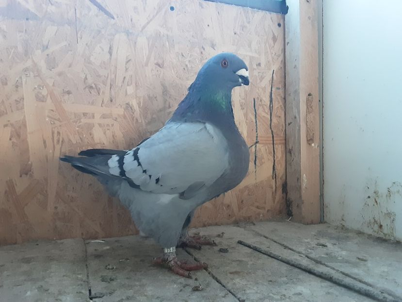  - Achizitii pentru 2023- Ioan Afrapt