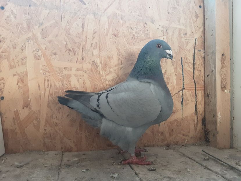  - Achizitii pentru 2023- Ioan Afrapt