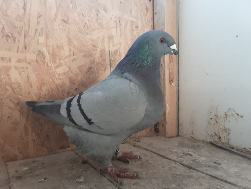  - Achizitii pentru 2023- Ioan Afrapt