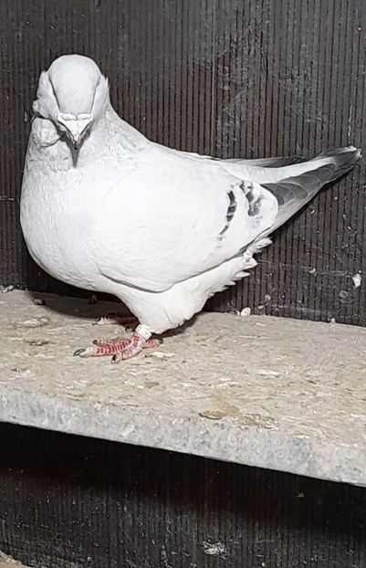 Athos 2021 - VOIAJOR ROMANESC DE FRUMUSETE MASCULI