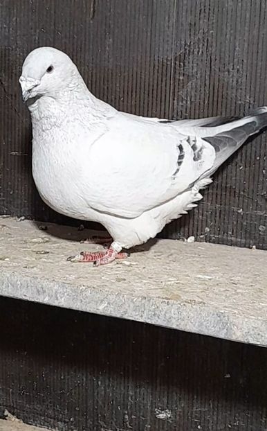 Athos 2021 - VOIAJOR ROMANESC DE FRUMUSETE MASCULI