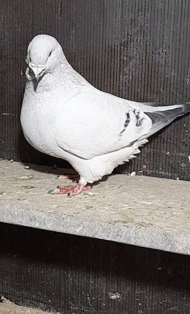 Athos 2021 - VOIAJOR ROMANESC DE FRUMUSETE MASCULI