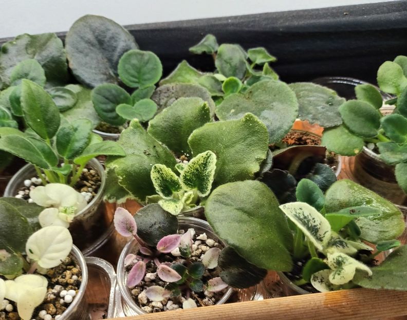  - 1 1 Violete Africane de Colecție