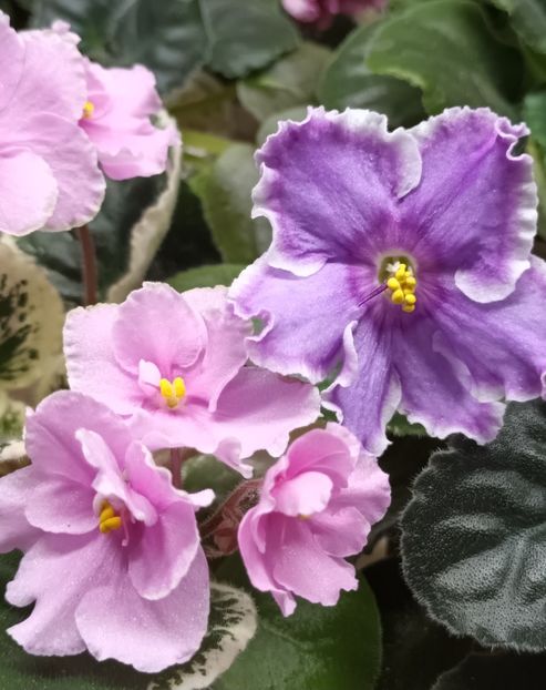  - 1 1 Violete Africane de Colecție