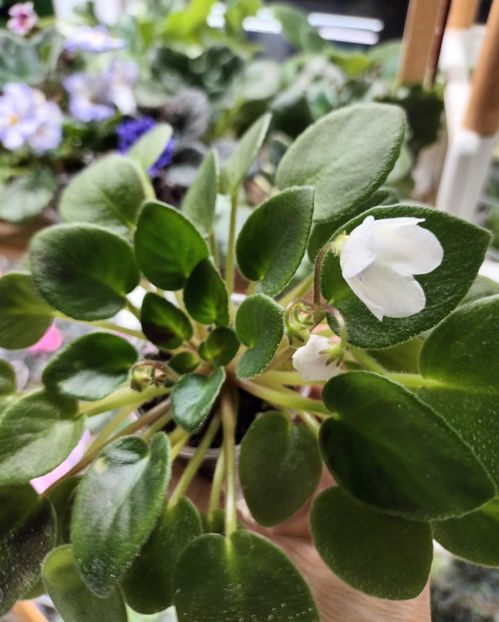  - 1 1 Violete Africane de Colecție