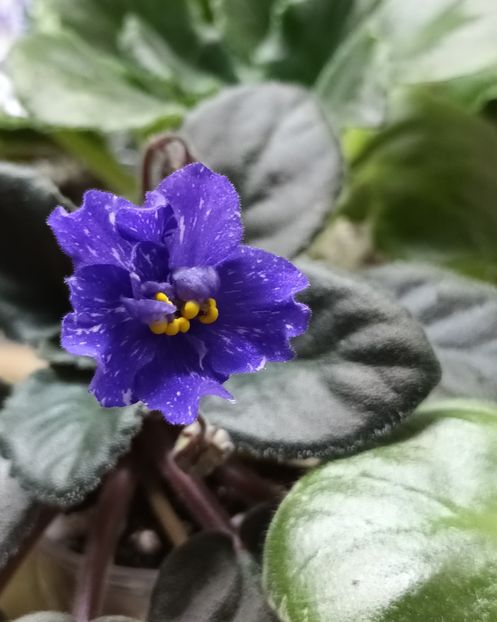  - 1 1 Violete Africane de Colecție