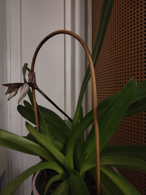 paphiopedilum philippinense - Orhidee_5_simpodiale fără pseudobulbi