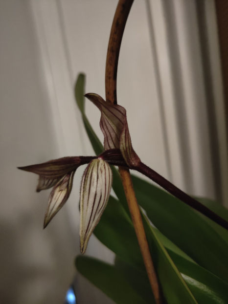 paphiopedilum "philippinense" - Orhidee_5_simpodiale fără pseudobulbi