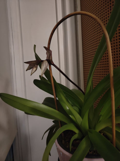 paphiopedilum "philippinense" - Orhidee_5_simpodiale fără pseudobulbi