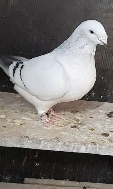 Căpoasa 2020 - VOIAJOR ROMANESC DE FRUMUSETE FEMELE