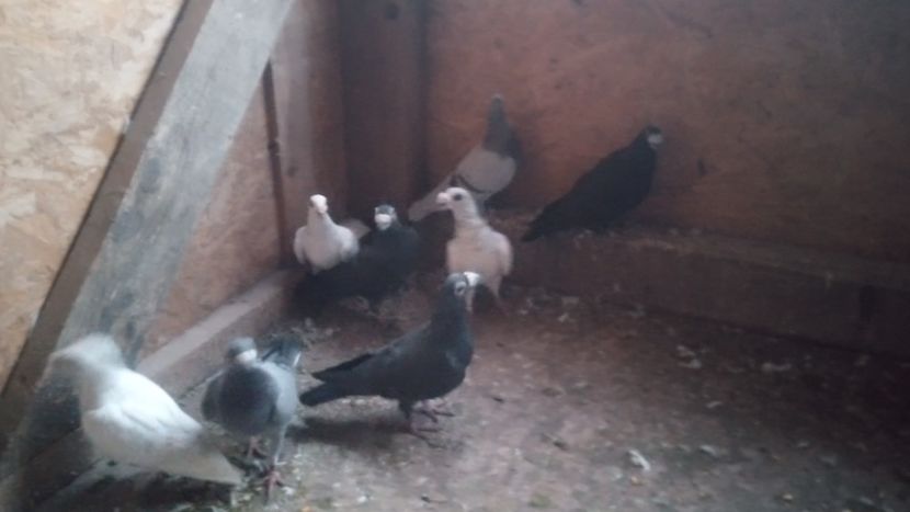  - De vânzare dragoni 2022