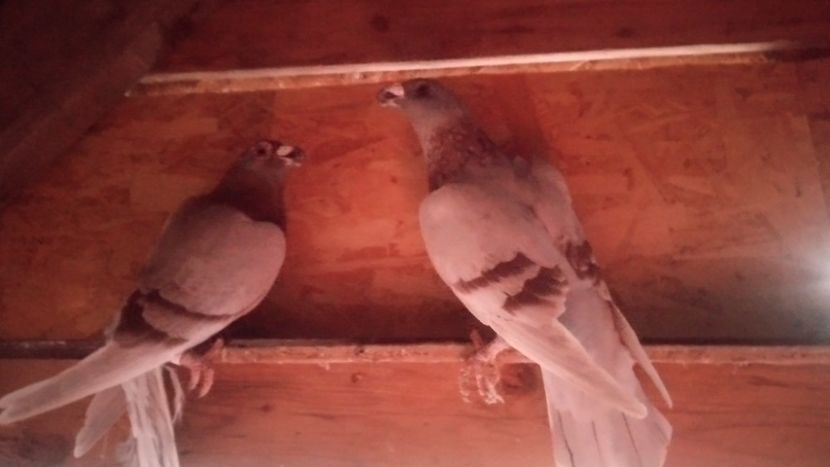  - De vânzare dragoni 2022