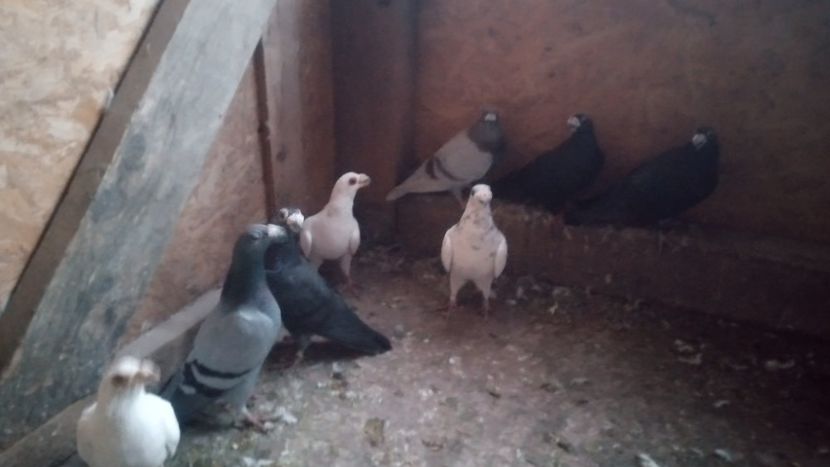  - De vânzare dragoni 2022