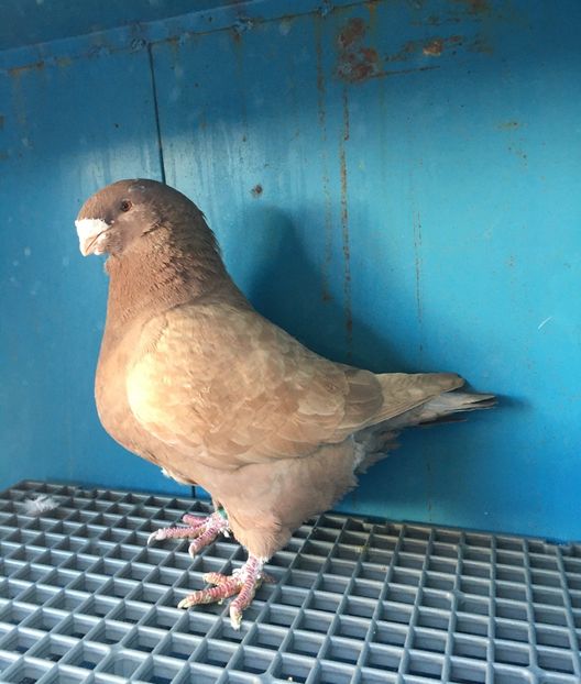 M2019 vandut - Porumbei vanduti 2017-2025