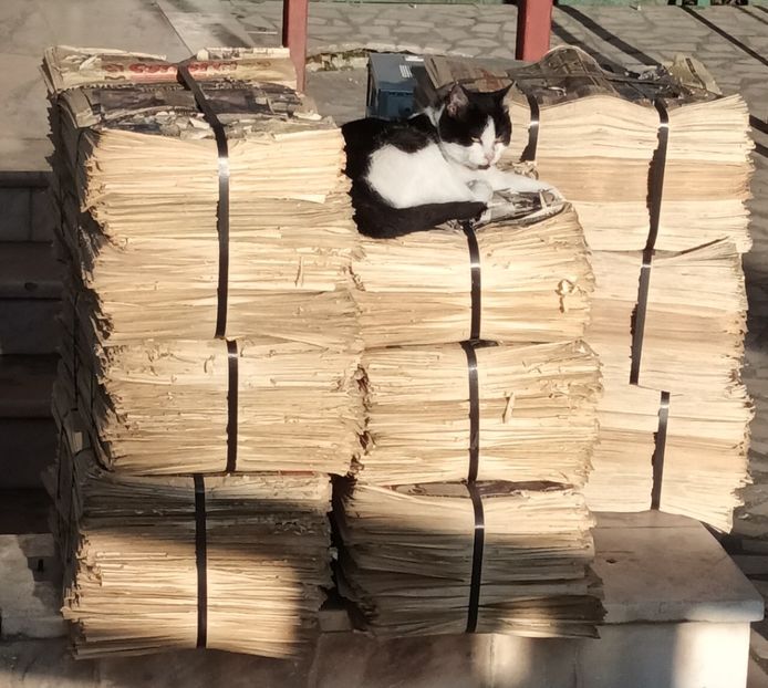 Pisicile inca apreciaza un ziar tiparit ;) - Căutând bucuria la pas