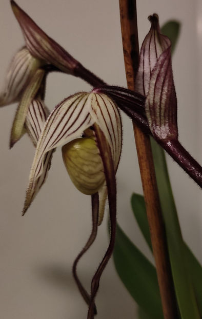 paphiopedilum "philippinense" - Orhidee_5_simpodiale fără pseudobulbi