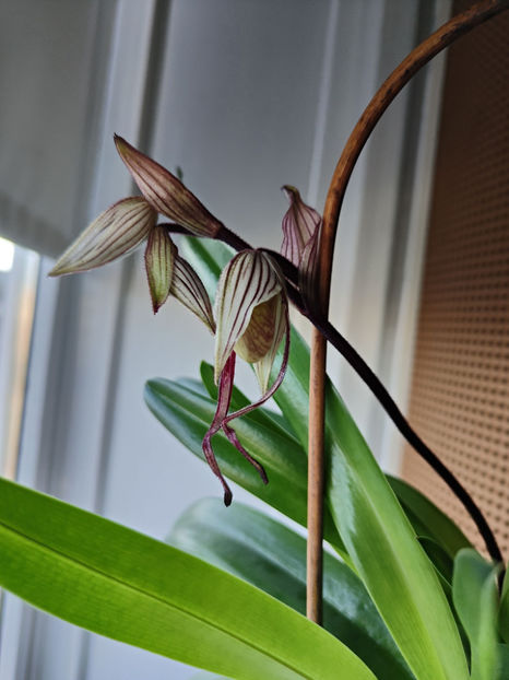 paphiopedilum "philippinense" - Orhidee_5_simpodiale fără pseudobulbi