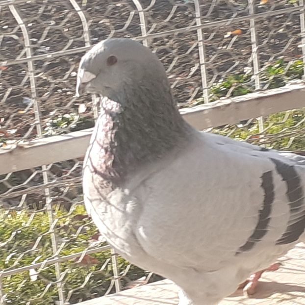  - Matcă 2023 masculi