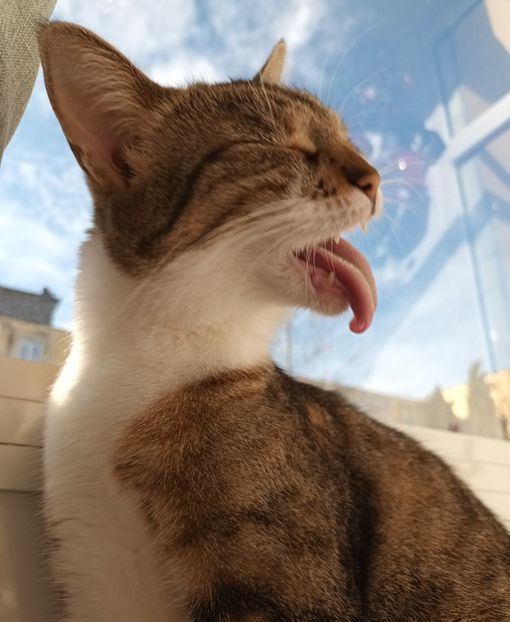 I-a venit inapoi tot ce a mancat ieri! - Povestea unui pisic mic