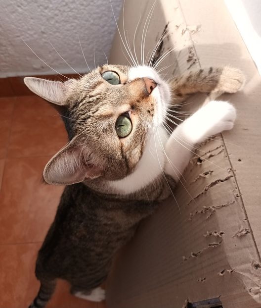 Normal ca au apucat-o nervii! - Povestea unui pisic mic
