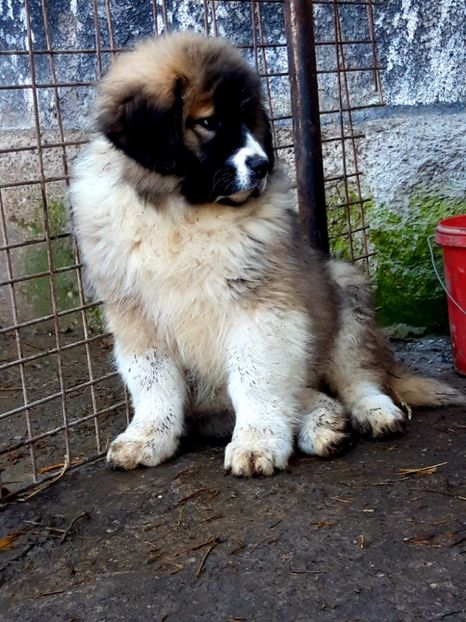  - Ciobanesc caucazian Pui