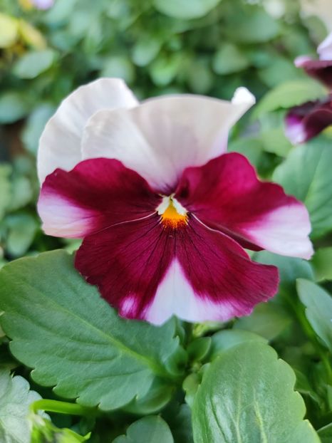 Panseluța  - 0 0 2022