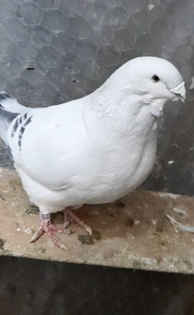 Zoly 2020 - VOIAJOR ROMANESC DE FRUMUSETE MASCULI