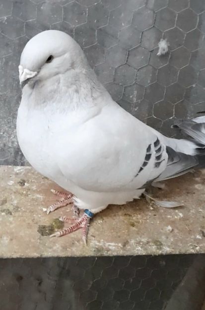 Zoly 2020 - VOIAJOR ROMANESC DE FRUMUSETE MASCULI