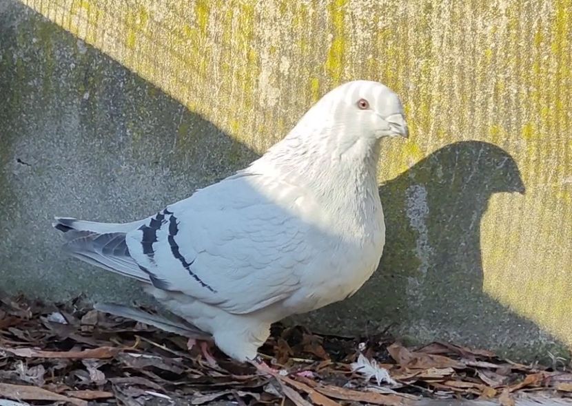 PL/22-A2387 ARCHIWUM - i- MLODE -2022- Youth