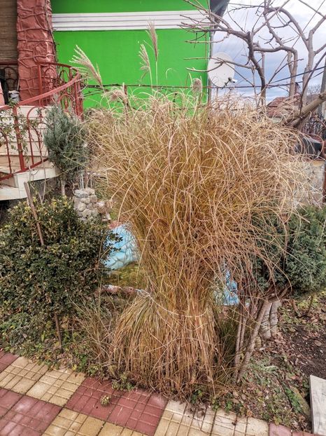 Iarba de pampas - 3 ARBUSTI FRUCTIFERI SI ORNAMENTALI