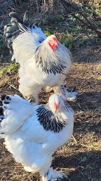  - a__Pui și tineret brahma 2022