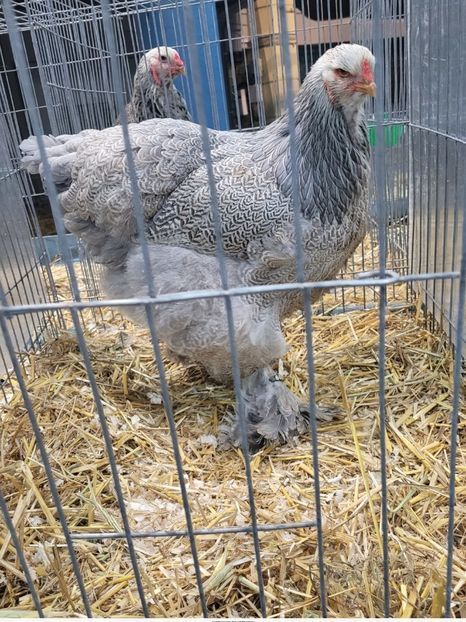 Screenshot_20221229_215734_Gallery - a__Pui și tineret brahma 2022