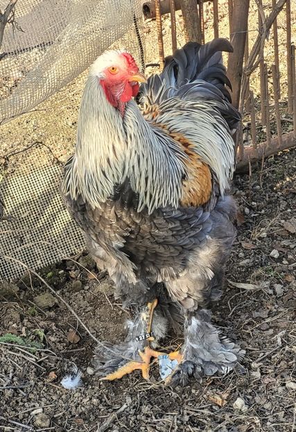  - a__Pui și tineret brahma 2022